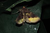 Diachrysia chrysitis