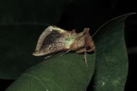 Diachrysia chrysitis