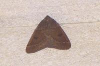 Theria primaria