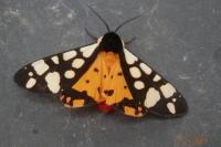 Arctia villica