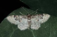 Idaea rusticata