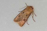 Agrotis exclamationis exclamationis