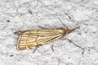 Chrysocramboides craterellus