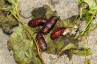 Tyria jacobaeae