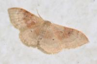 Idaea degeneraria