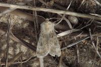 Agrotis ripae