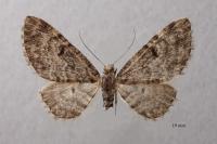 Eupithecia tantillaria