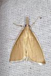 Sclerocona acutella