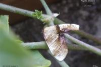 Plagodis dolabraria