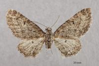 Eupithecia orphnata