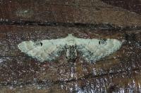 Eupithecia centaureata