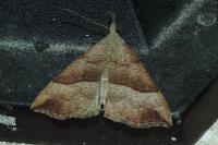 Hypena proboscidalis