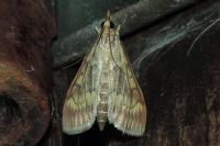 Ostrinia nubilalis