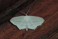 Scopula emutaria