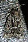 Thalpophila matura