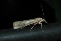 Agriphila geniculea