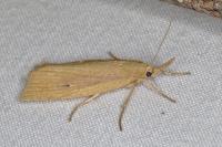 Chilo phragmitellus