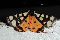 Arctia villica