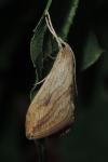 Evergestis forficalis