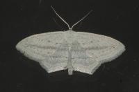 Scopula emutaria