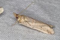 Gymnancyla canella