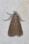 Assara conicolella