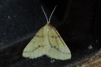 Aspitates ochrearia