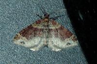 Xanthorhoe spadicearia/ferrugata