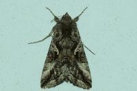Autographa gamma