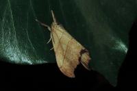 Falcaria lacertinaria