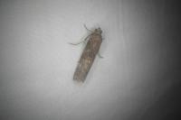 Phycita roborella