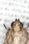 Acrobasis fallouella