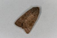 Hoplodrina ambigua/blanda