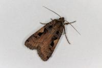 Xestia c-nigrum