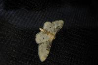 Idaea filicata