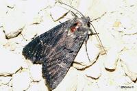 Aporophyla nigra