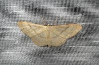 Idaea deversaria