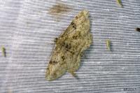 Peribatodes rhomboidaria rhomboidaria