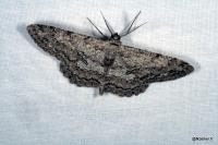 Hypomecis punctinalis