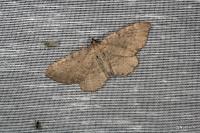 Philereme vetulata