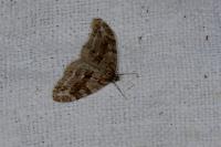 Trichopteryx polycommata