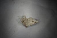 Macaria notata