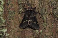 Poecilocampa populi populi
