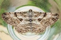 Peribatodes rhomboidaria rhomboidaria