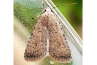 Caradrina clavipalpis