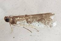 Pseudacrobasis tergestella