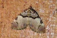 Anticlea derivata