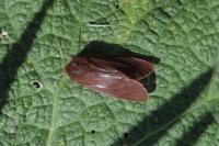 Phragmatobia fuliginosa