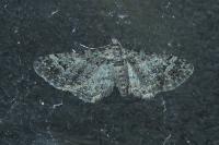 Gymnoscelis rufifasciata