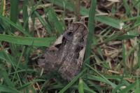 Xestia c-nigrum